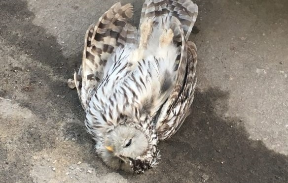 На улице Гагарина в Рязани нашли труп совы