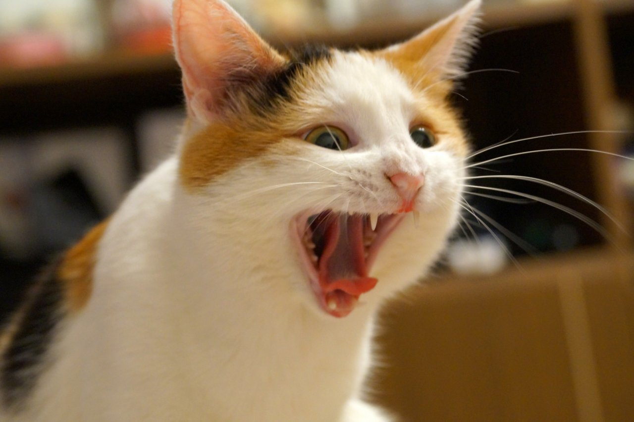 Победители конкурса "Мартовский кот": подвели итоги голосования