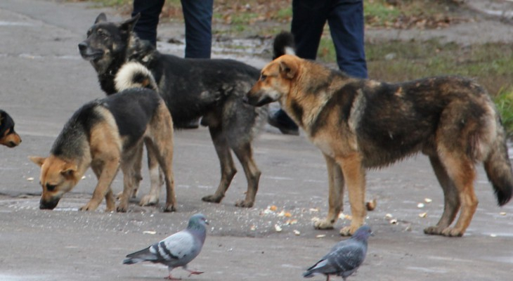 Опасная свора: собаки терроризируют рязанцев на Военных Автомобилистов