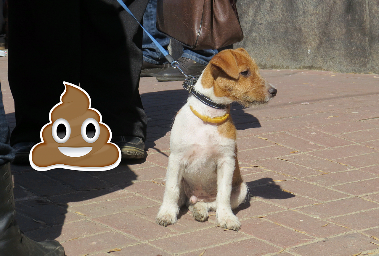 Почему в Рязани не приживается практика уборки за своими собаками: опрос