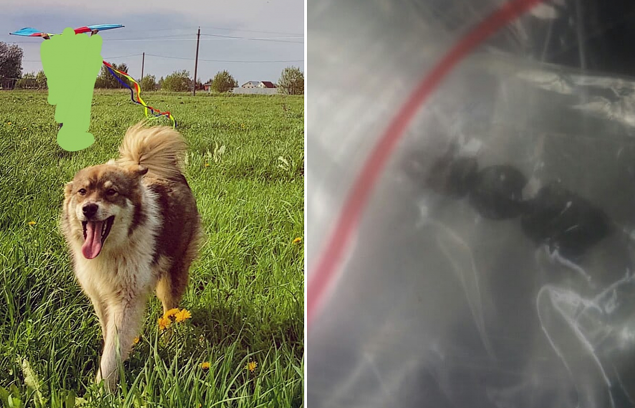 Хладнокровно расстреляли: под Рязанью убили собаку, которая зашла на чужой участок с картошкой