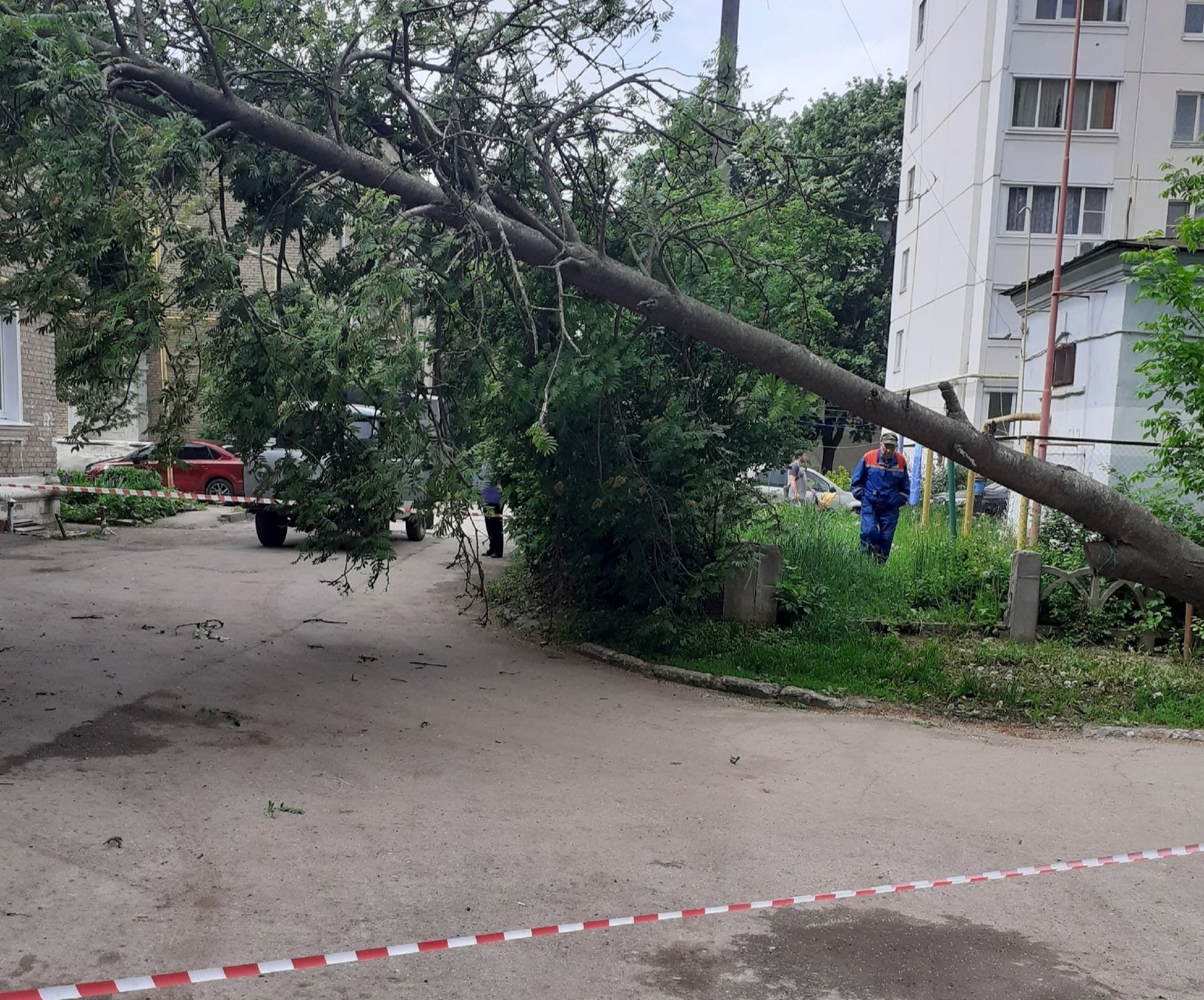 Ствол рухнул на провода: в Приокском ветер повалил дерево