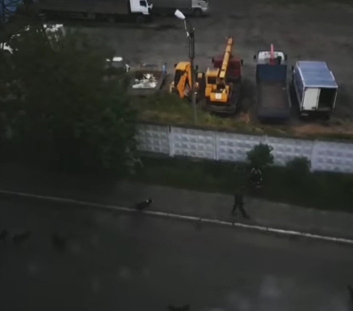 Видео: В Касимове стая собак напала на детей