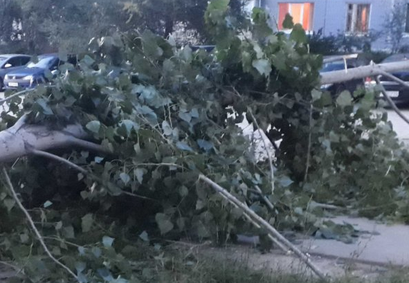 На Станкозаводской рухнуло дерево: жители остались без газа