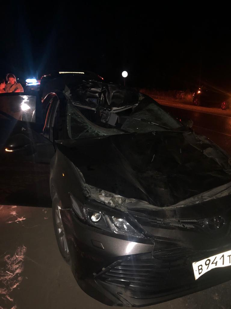 В Рязанском районе сбили лося: в аварии погиб пассажир автомобиля