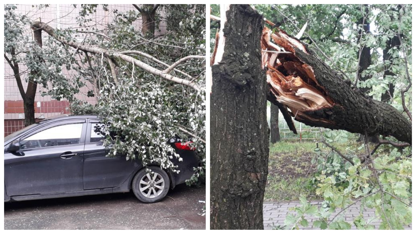 Ураган наломал дров: в Дашках массово падали деревья
