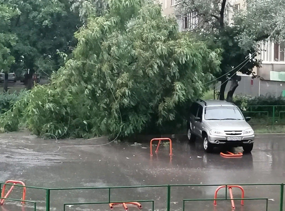 Первые последствия дождя: на Новоселов рухнуло дерево
