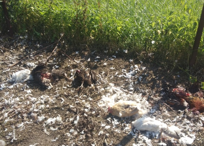 Опасная Рязань: в Борках бродячие собаки загрызли 70 кур
