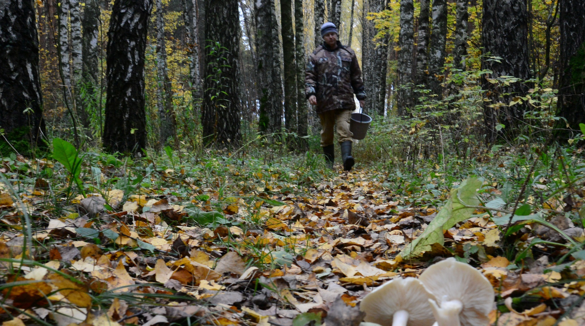 Искали несколько часов: полицейские нашли в касимовском лесу грибника