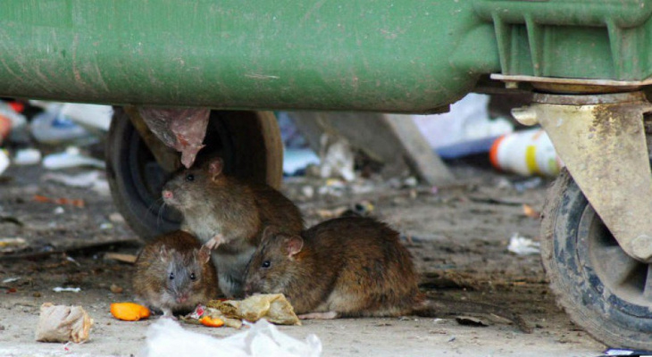 Улица антисанитарии: на Белякова поселились бездомные и крысы