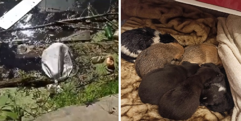 Завернули в мешок и выбросили: в пруду возле микрорайона Голенчино нашли семеро щенят