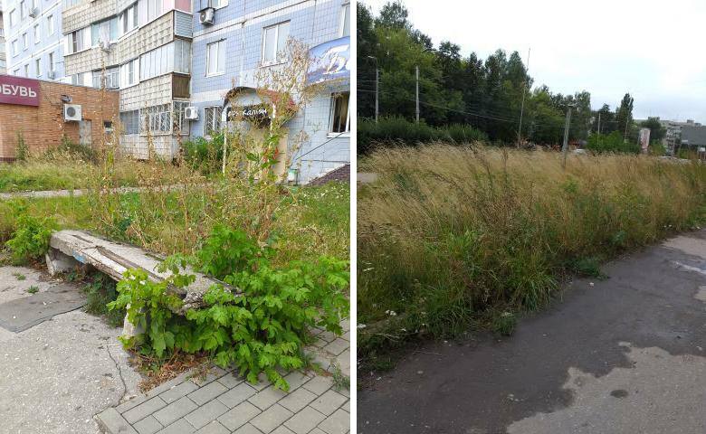 В этой траве можно Гордуму спрятать: рязанцы показали, как заросла улица Новоселов