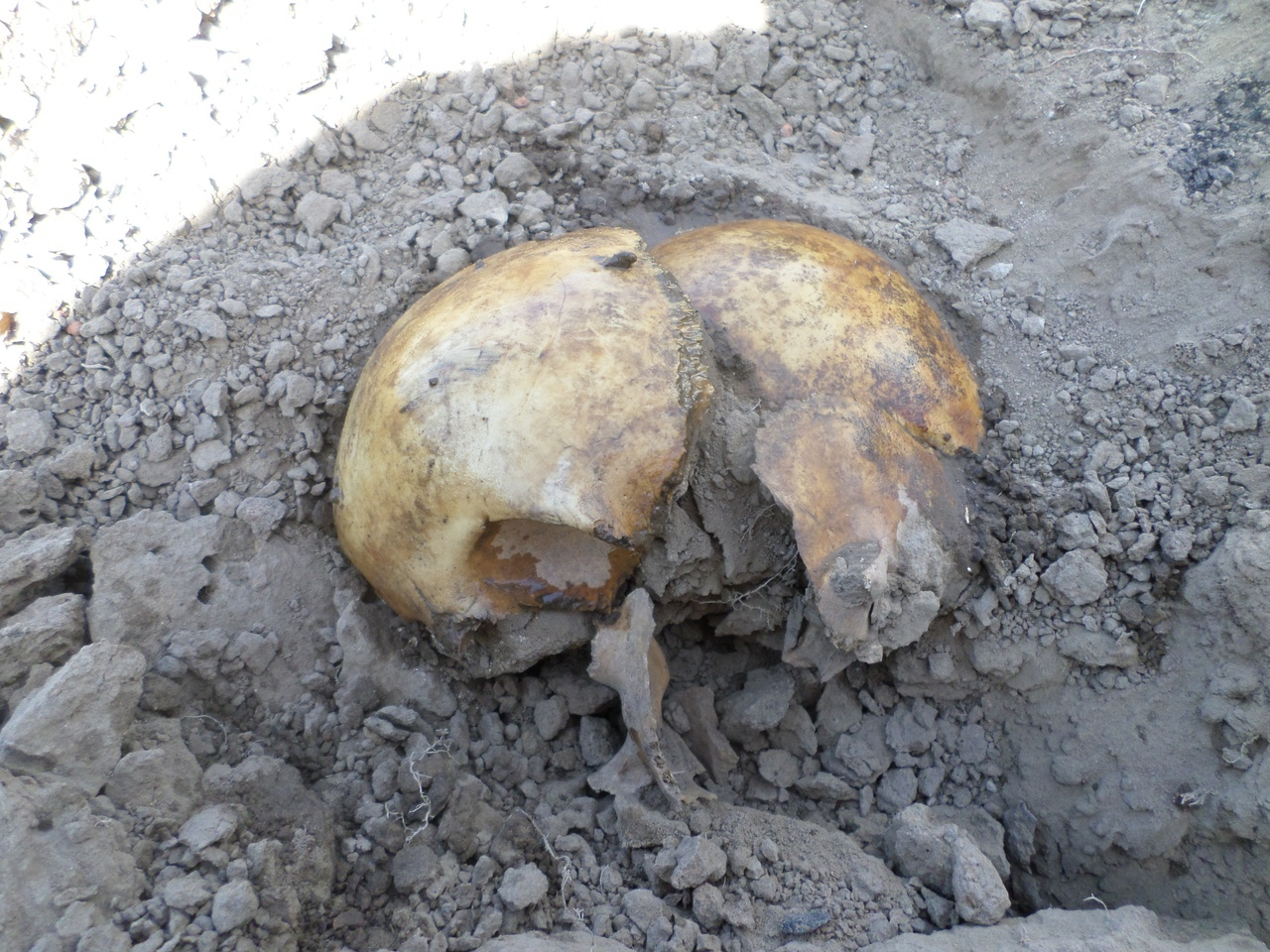 Выворачивают черепа из-под земли: найденный средневековый некрополь в центре Рязани атаковали черные копатели