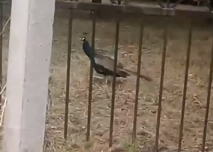 Царская птица: в районе ЦПКиО гуляет павлин