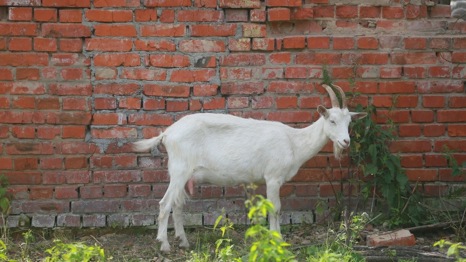 Агрессивная коза: в рязанском селе объявили карантин по бешенству