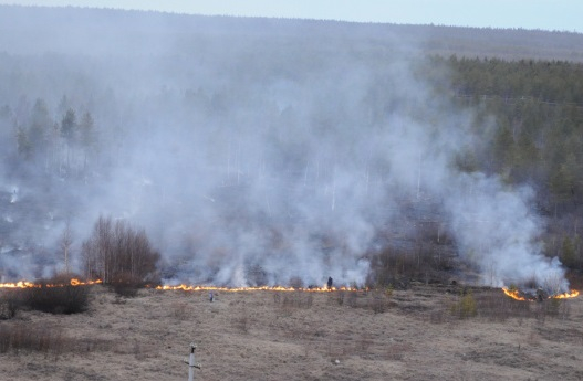 Тревожная статистика: за полгода в Рязанской области случилось 20 лесных пожаров