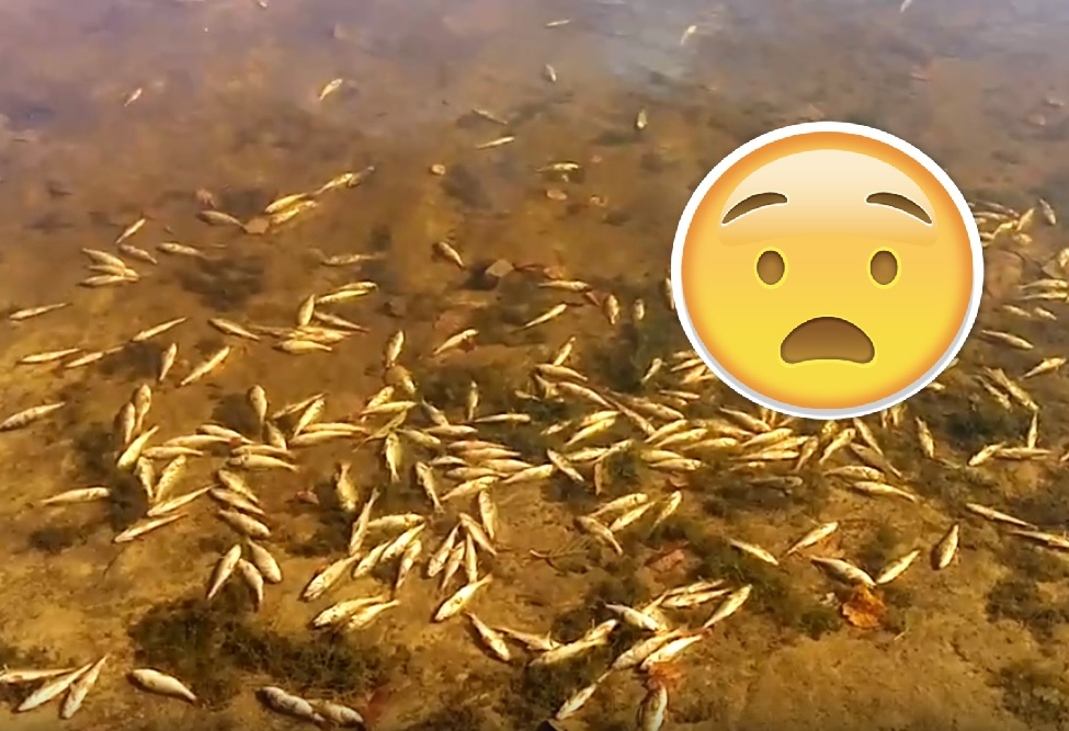 Десятки окуней: в Касимовском районе массово погибла рыба (ВИДЕО)
