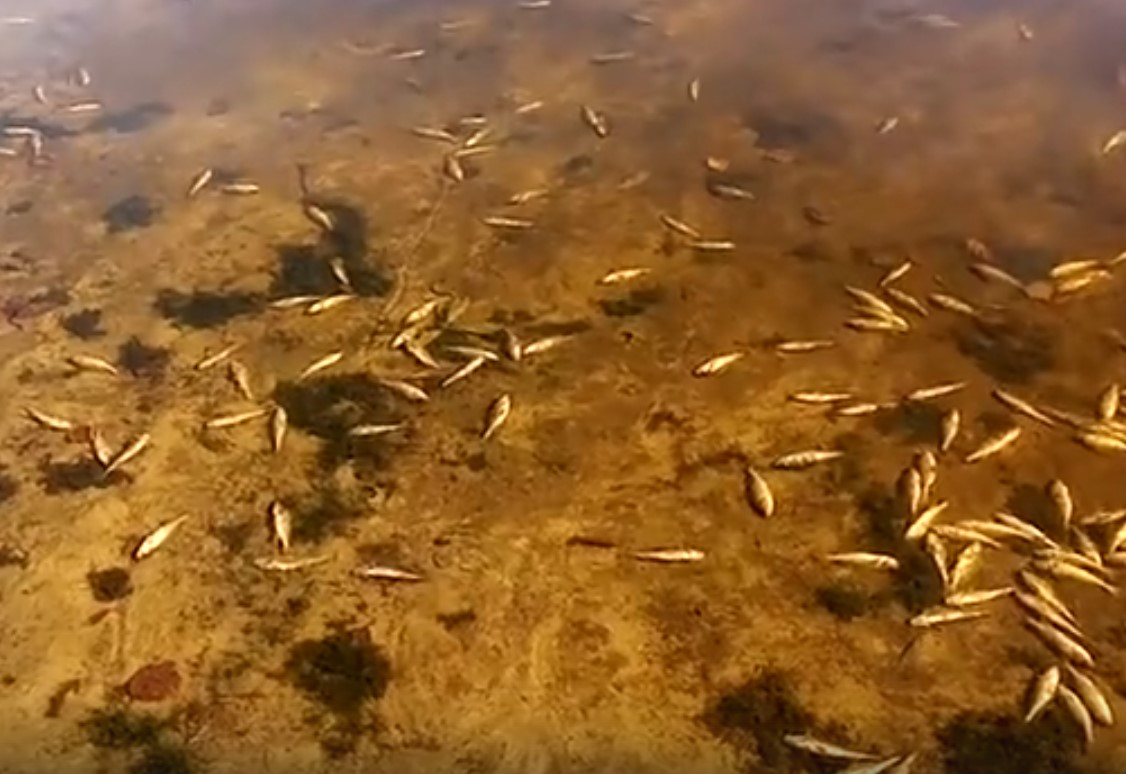 Неудачное зарыбление: специалист озвучил вероятную причину гибели рыбы в Сынтульском озере