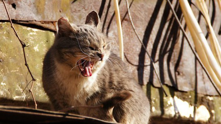 Опасный кот: в рязанском селе ввели карантин из-за бешенства