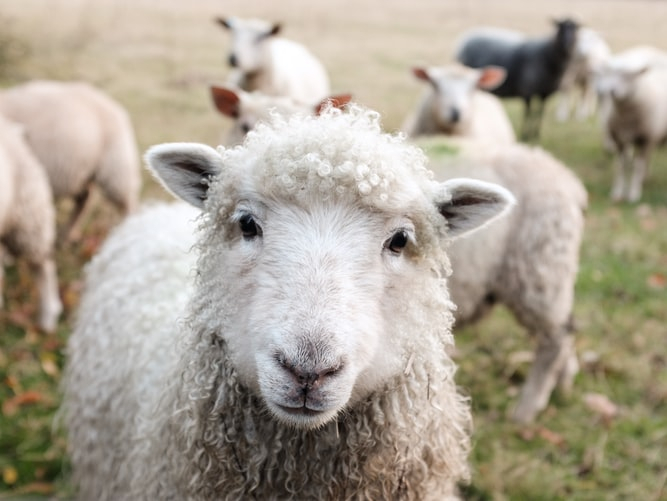 Больные овцы: рязанских фермеров предупредили об оспе у мелкого рогатого скота