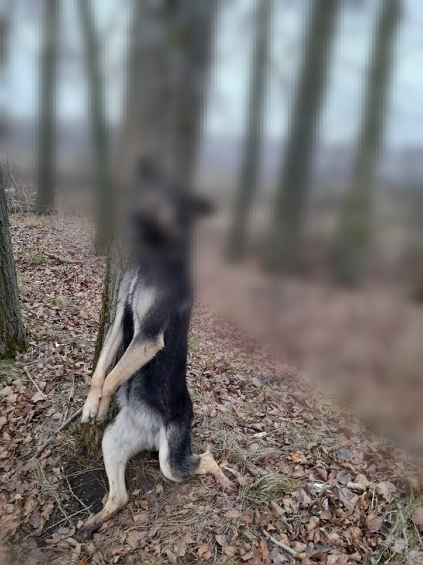 На дереве: в Рязанской области повесили собаку
