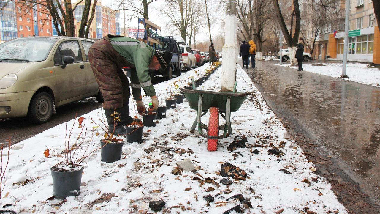 На Севастопольской аллее высадили саженцы: вот только погода выдалась снежная...