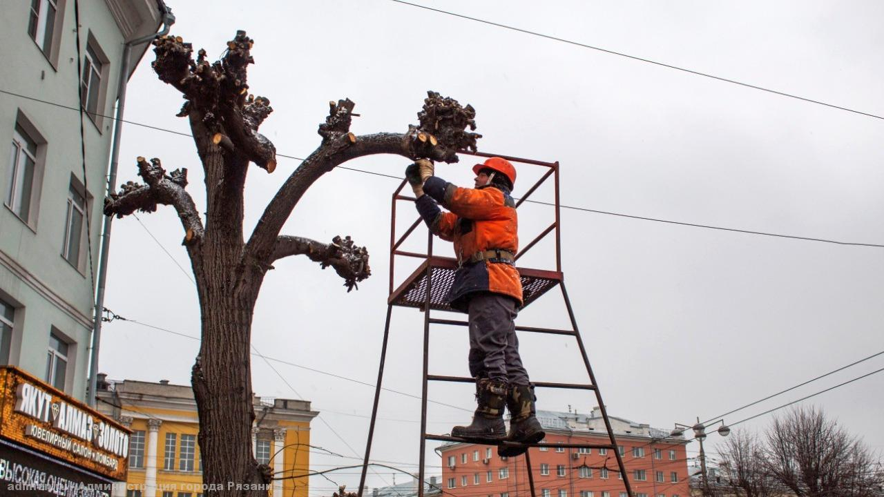 5 улиц: в Рязани начали кронировать деревья