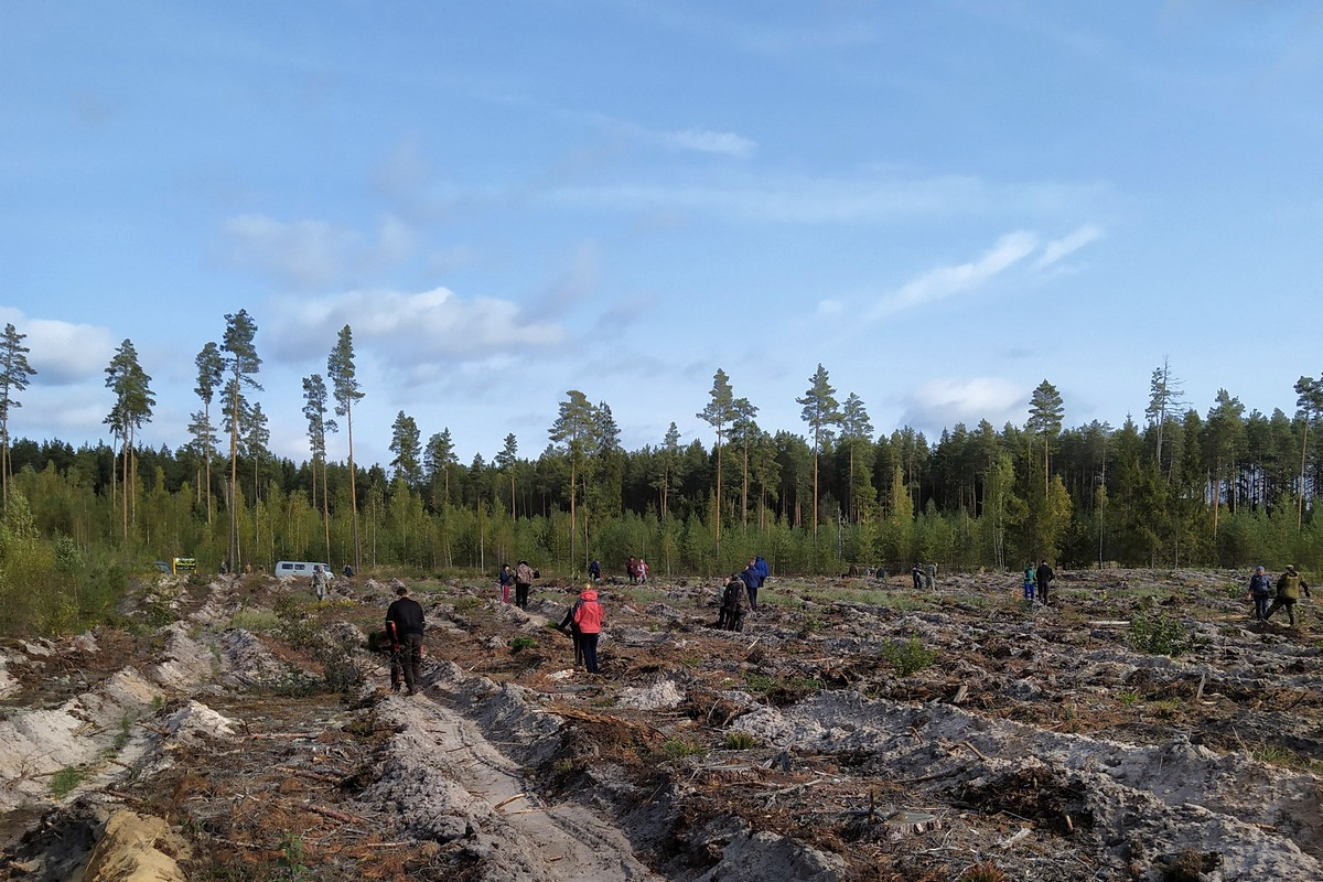Восстанавливаем лес: в Рязанской области волонтеры высадили более 270 сосен