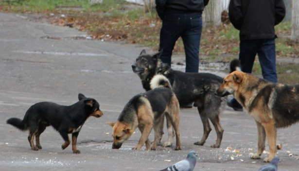 Народный контроль: на школьников нападают бродячие собаки