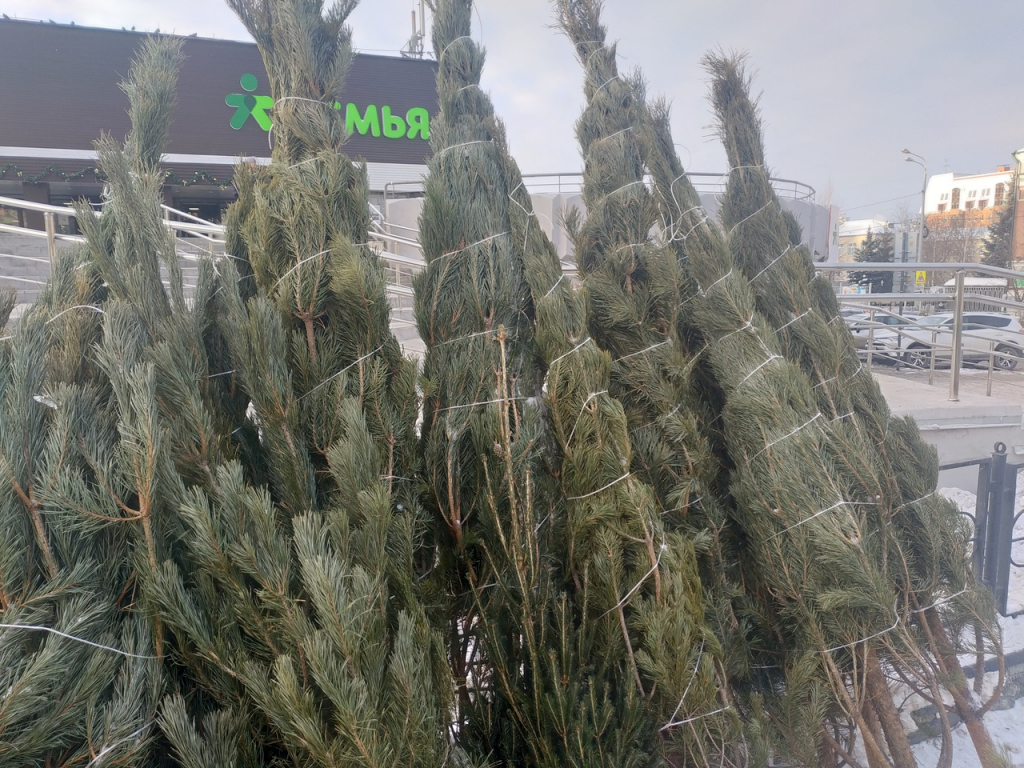 Экологичные способы: активисты рассказали, куда девать новогодние елки