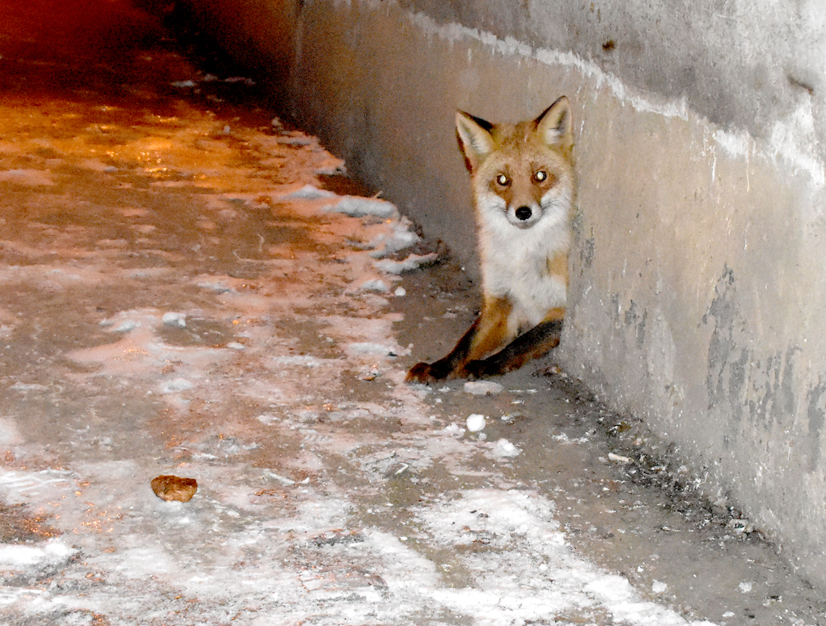 Необычный сосед: у новомичуринцев в подвале поселилась лиса, теперь ее кормит весь дом