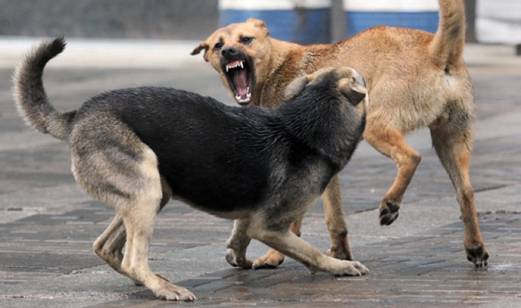 Народный контроль: на Белякова агрессивная собака напала на мужчину