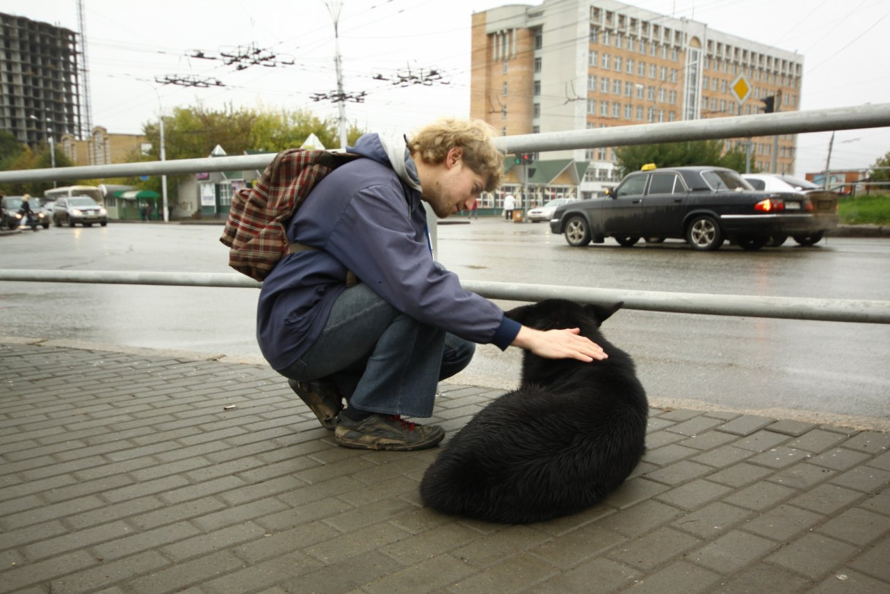 В Рязани выделили 13 миллионов для бездомных животных: на что потратят