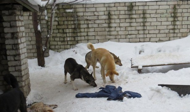 Будет проверка: прокуратура разберется в нападениях собак в Полянах
