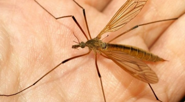 Об этой войне будут слагать легенды: Рязань потратит 90 тысяч на борьбу с комарами