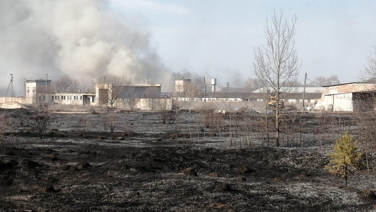 И до коров добралось: в Сасовском районе из-за поджога травы загорелась ферма