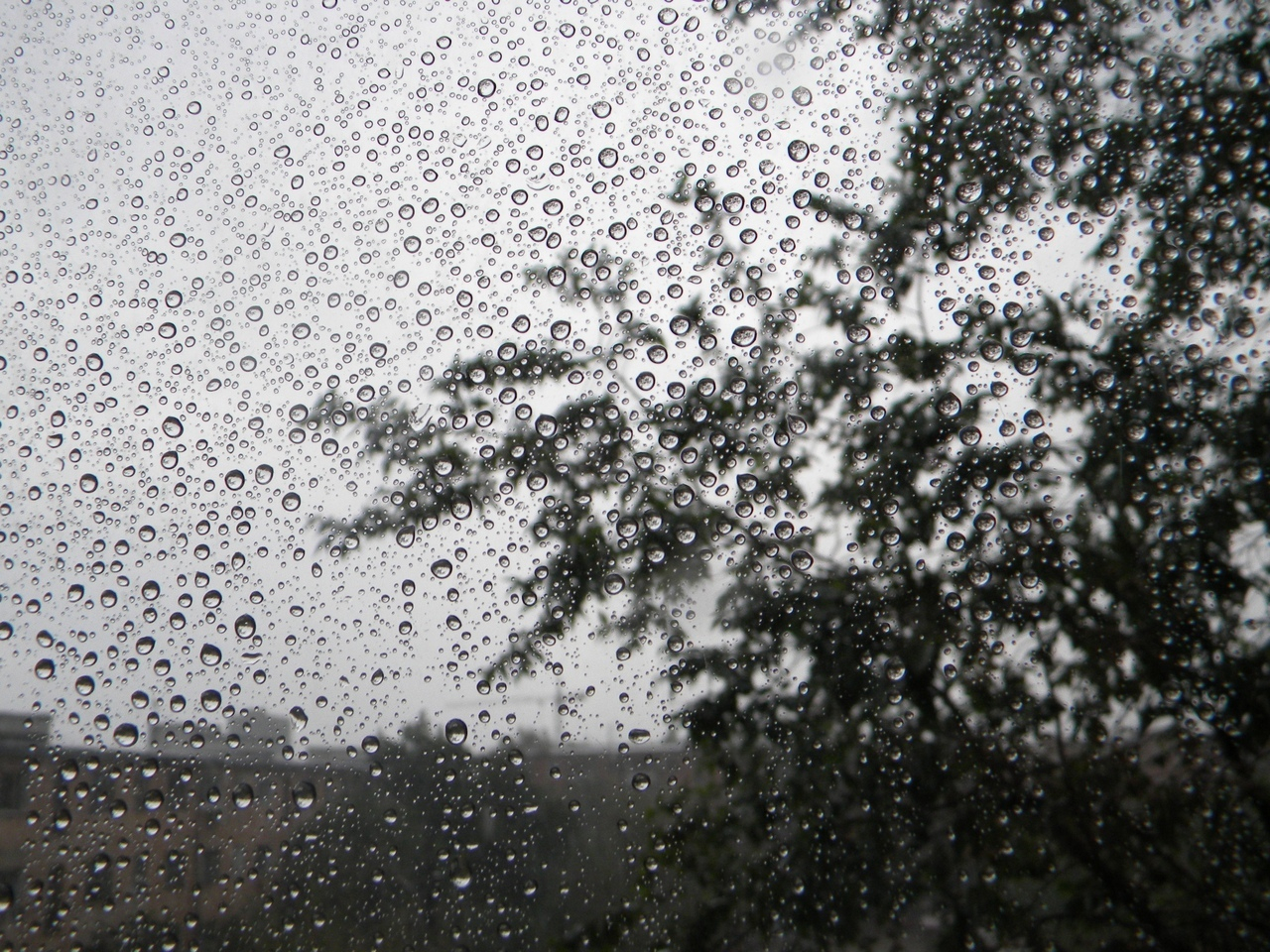Готовьте зонтики: в пятницу в Рязани ожидается дождь