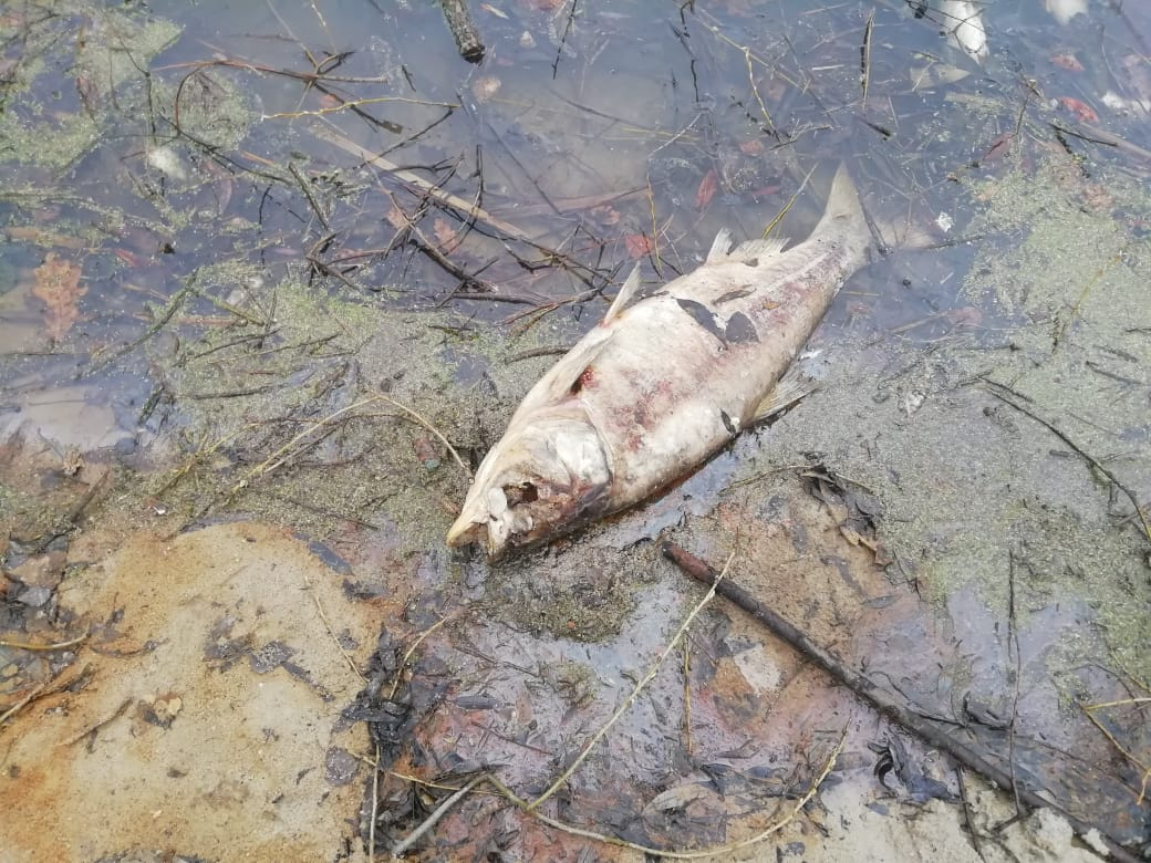 Кверху брюхом: в пруду под Рязанью массово умерла рыба