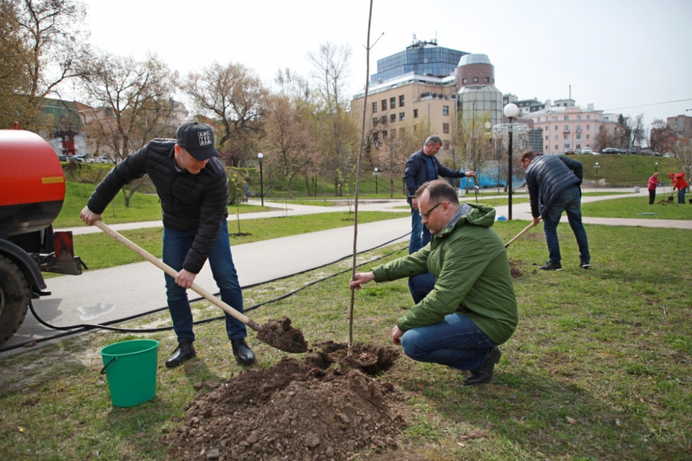 Озеленение: депутаты рязанской думы высадили деревца на Лыбедском бульваре