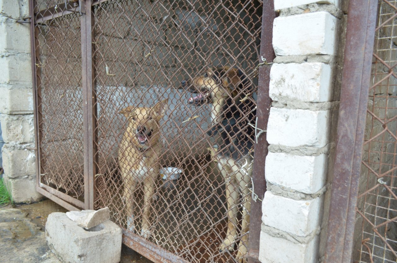 Нет финансирования! Рязанский приют просит помочь накормить собак