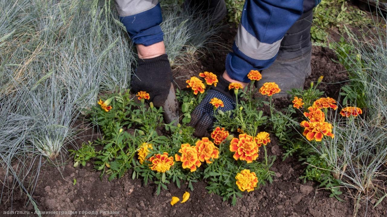 Красота: ко Дню Победы в Рязани высадят 10 тысяч цветов