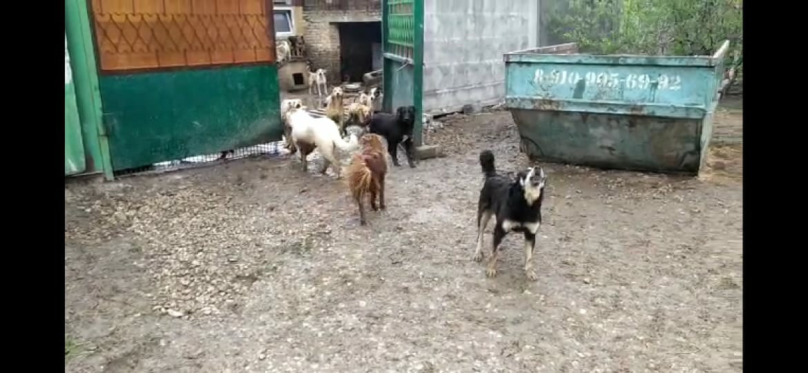 Скверная история: в приюте на Центролите неизвестные взломали вольеры с собаками
