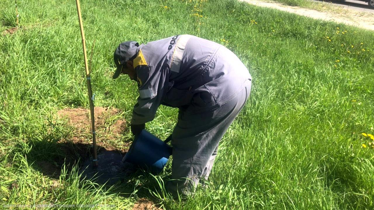 Сажают ежедневно: в Рязани высадили еще 60 молодых деревьев