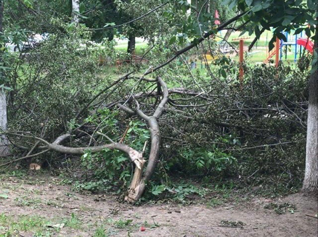 Из-за ремонта дорог: в Рязани вырубили 435 деревьев