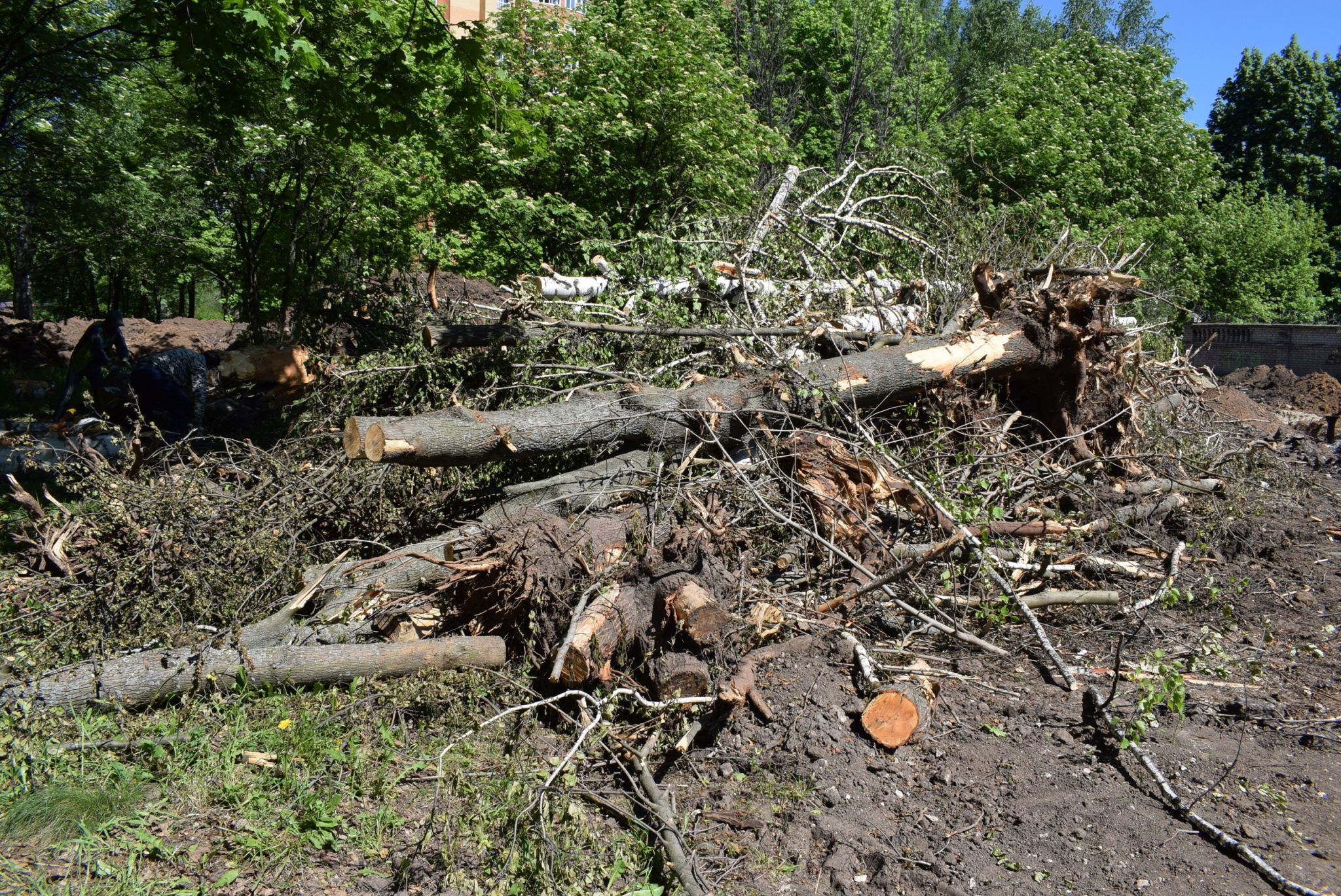 Соцсети: в парке Советско-Польскому братству вырубили часть деревьев