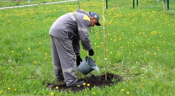 Озеленение: мэр Рязани предложила высаживать деревья в честь новорожденных