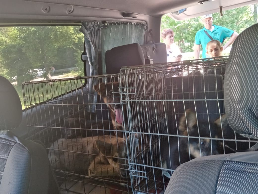 После нападения на девочку: в Новомичуринске отловили девять бродячих псов