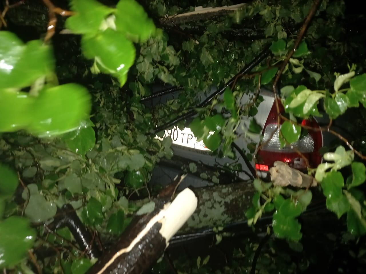 Последствия урагана: на 4-й Линии ветер повалил деревья на машины и оборвал провода