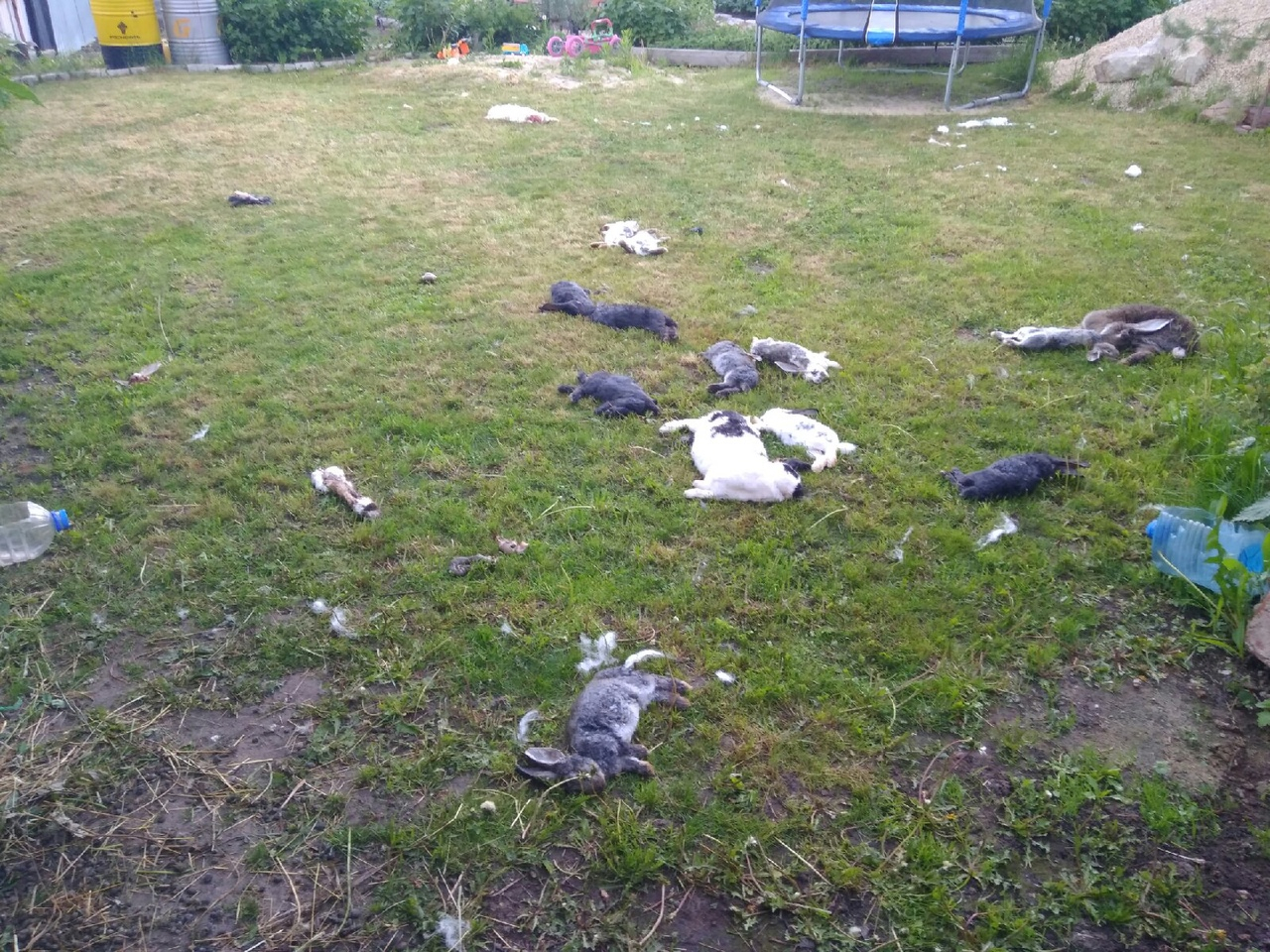 Отлов не справляется: в Пронске собаки убили 18 кроликов