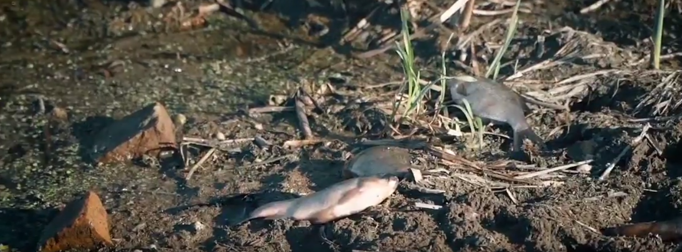 Экоактивисты: речка Быстрица рядом с Рязанью отравлена, там гибнет рыба